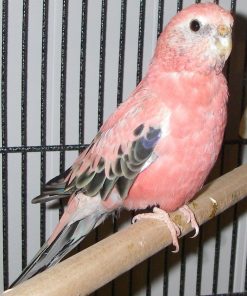 Bourke Parakeet