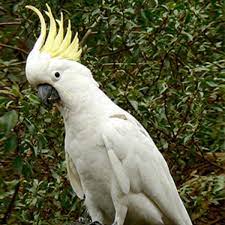 Triton Cockatoo Parrot