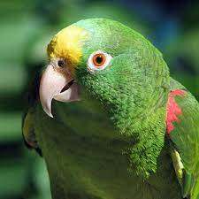 Panama Amazon Parrot