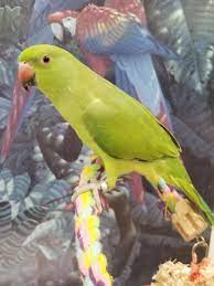 Parakeet - African Ringneck
